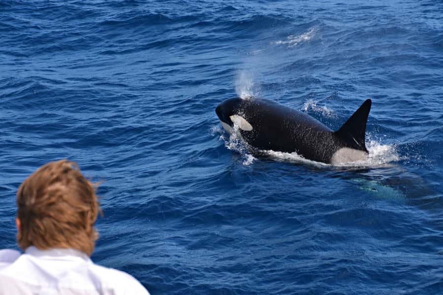 Bremer Canyon Orca Experience from Bremer Bay - Bremer Bay and Bremer Canyon Marine Reserve, the real draw