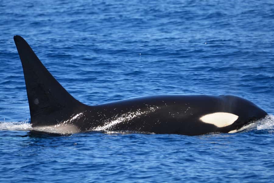 Bremer Canyon Orca Experience from Bremer Bay - The full day rhythm: morning tea, 7 hours of whale watching, then cruise time