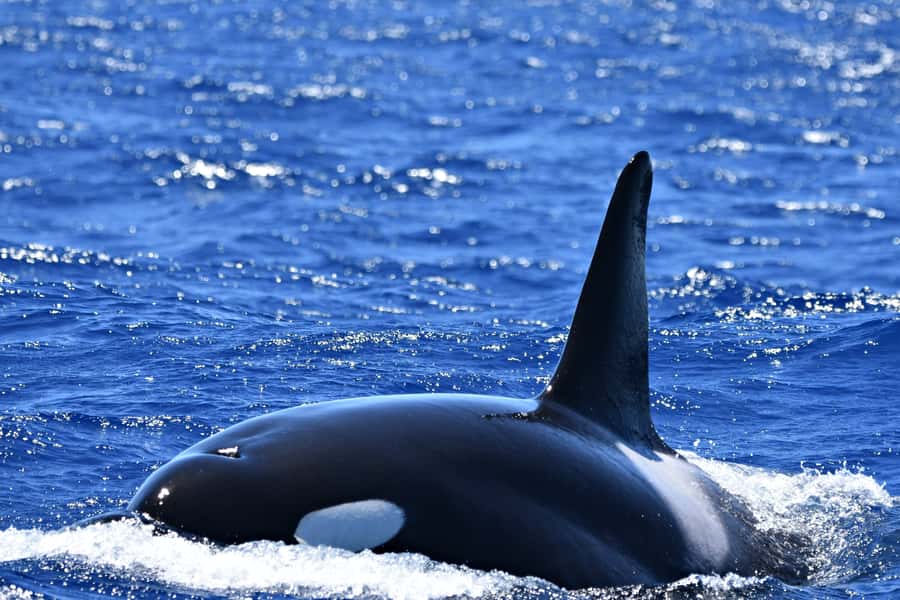Bremer Canyon Orca Experience from Bremer Bay - The orcas themselves: respecting behavior, not forcing it