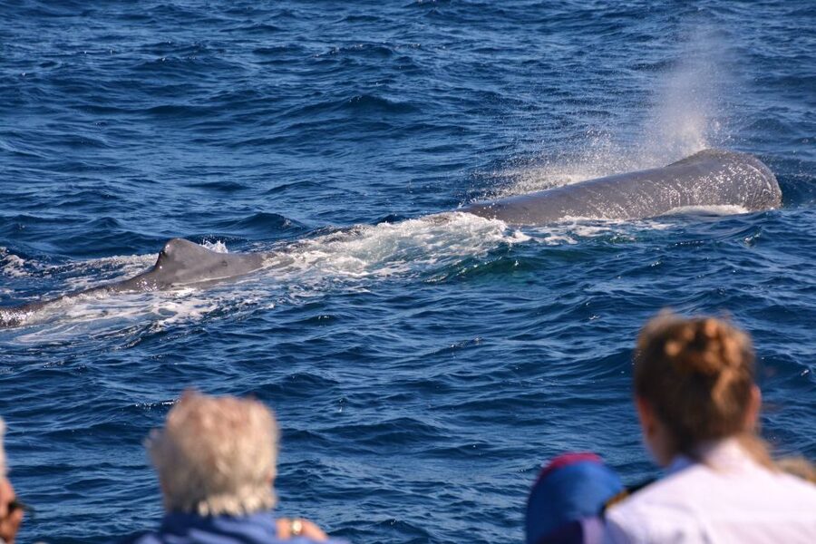 Bremer Canyon Orca Experience from Bremer Bay - Seasickness reality check, and what to do before you get on board