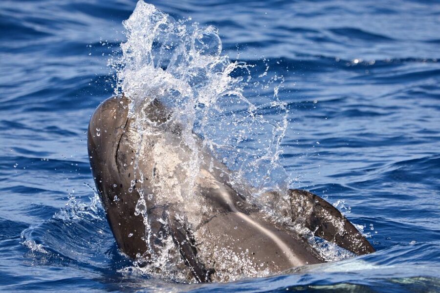 Bremer Canyon Orca Experience from Bremer Bay - Price and value: is $282 per person fair?