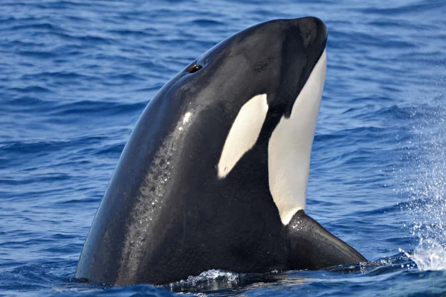 Bremer Canyon Orca Experience from Bremer Bay - Getting out fast: the $4.5M cruiser and the 19 nautical mile run