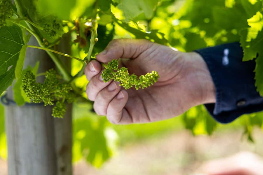 Brisbane: Boutique Winery Tour with Gourmet Lunch - Who This Tour Is Best For (and Who Might Want Something Else)
