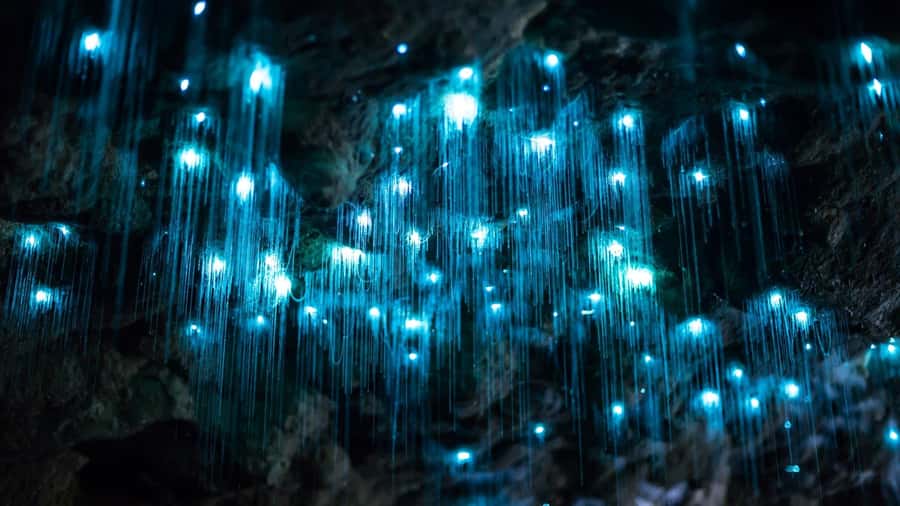 Brisbane: Daytime Glow Worm Caves Hop-on Hop-off Bus Tour - Key highlights I’d plan my day around