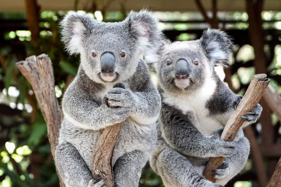 Brisbane: Lone Pine Koala Sanctuary Day Pass - Brisbane Koala Sanctuary Day Pass: What You’re Really Buying