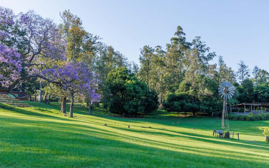 Brisbane: Lone Pine Koala Sanctuary Day Pass - Food, Drinks, and the Kangaroo Food Detail That Trips People Up