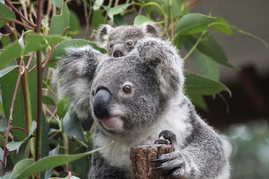 Brisbane: Lone Pine Koala Sanctuary Day Pass - Where Lone Pine Koala Sanctuary Fits in Your Brisbane Day