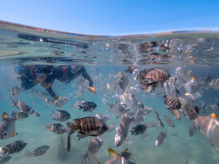 Brisbane: Moreton Island all inclusive Snorkeling Tour - The fast catamaran ride to the Tangalooma Wrecks