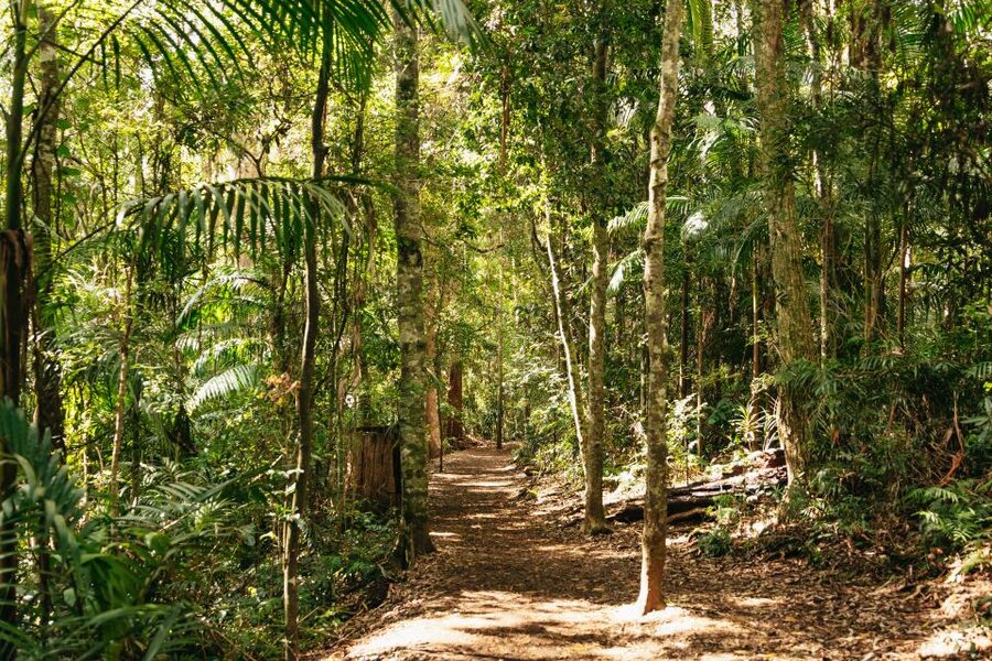 Brisbane: Rainforests, Waterfalls and Glow Worm Cave Tour - Wildlife Spotting and Guide Style, From Shane and James to Bruce and Shaun