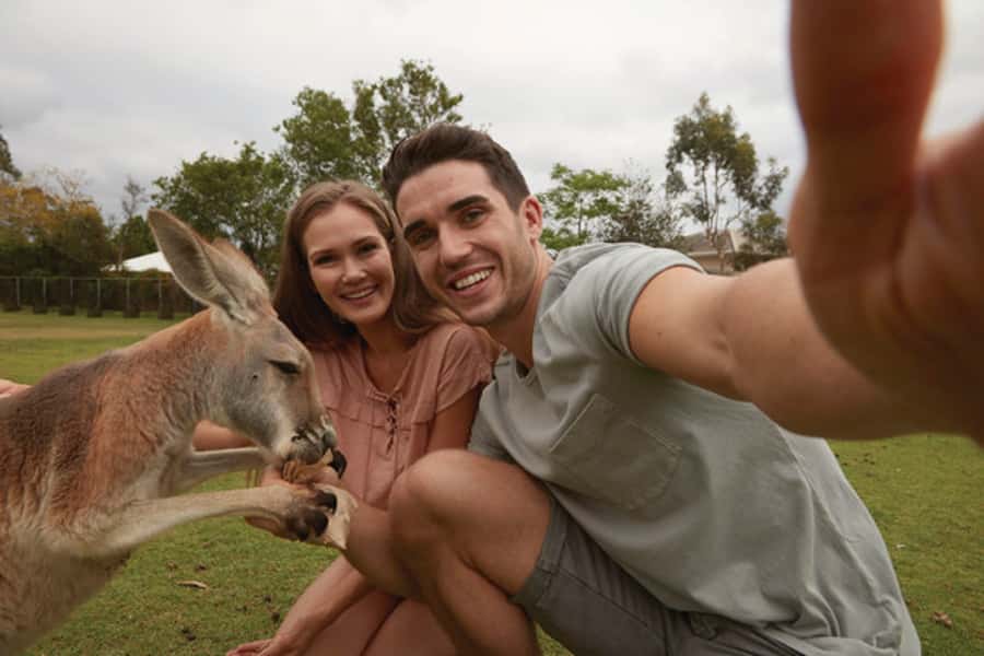 Brisbane River Cruise and Koala Sanctuary Visit - Why This Brisbane to Lone Pine Combo Works