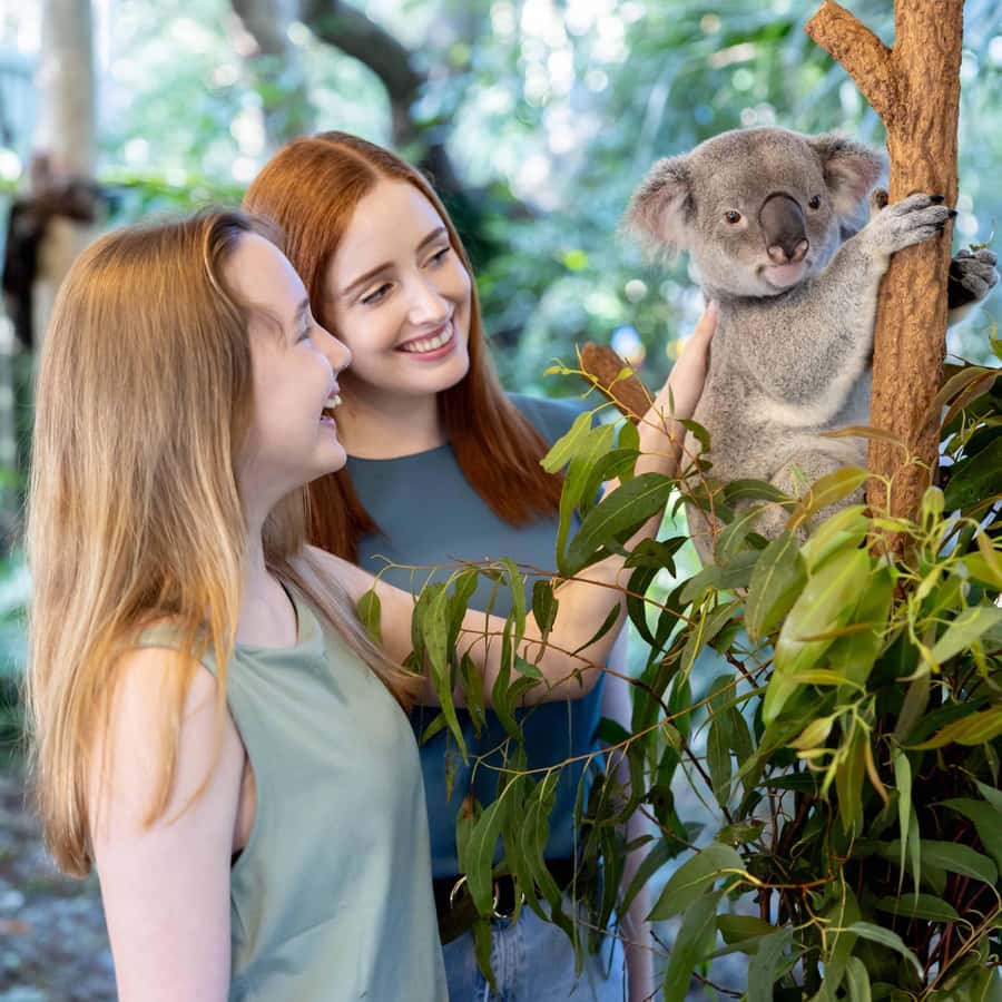 Brisbane River Cruise and Koala Sanctuary Visit - What You Can Do Inside the Sanctuary Beyond Koalas