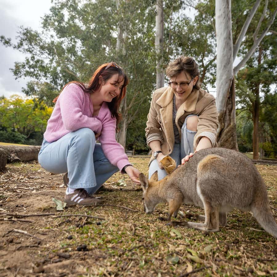 Brisbane River Cruise and Koala Sanctuary Visit - Value and Price: Is $81 a Smart Use of Your Time?