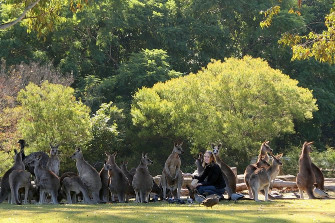 Brisbane River Cruise with entry to Lone Pine Koala Sanctuary - Key points before you go
