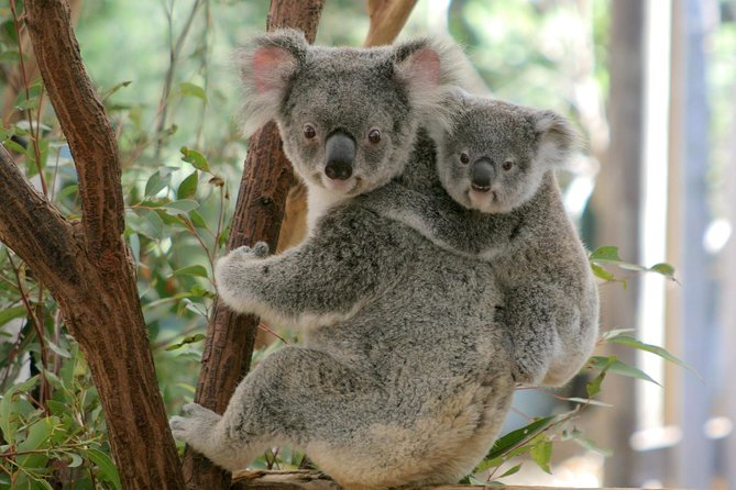 Brisbane River Cruise with entry to Lone Pine Koala Sanctuary - Why This Combo Works: River Views and Lone Pine Admission in One Half Day