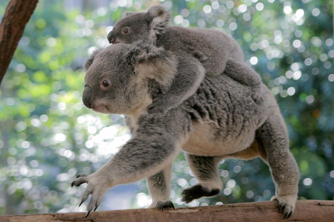 Brisbane River Cruise with entry to Lone Pine Koala Sanctuary - Getting Back to Southbank: Staggered Boarding and a Relaxing Return