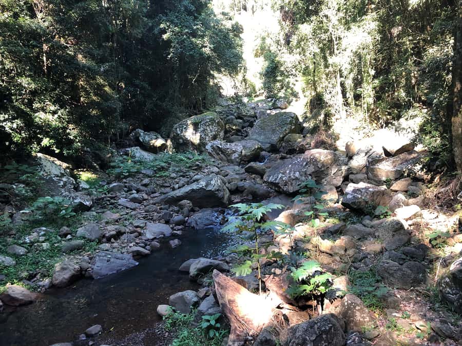 Brisbane: Springbrook and Mt Tamborine Glow Worm and Skywalk - From Ann St to the Hinterland: the drive that sets the tone