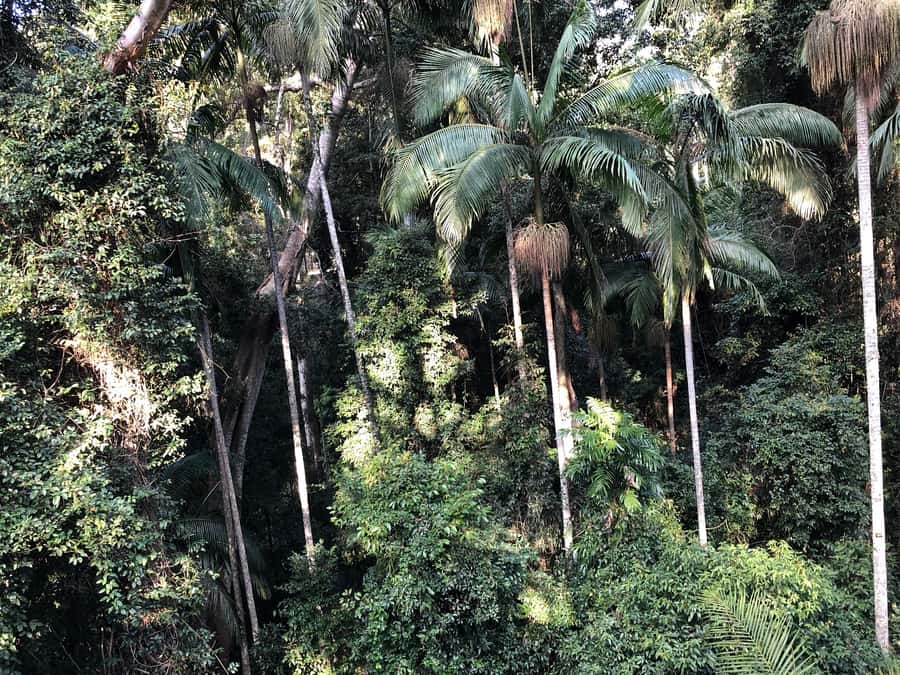 Brisbane: Springbrook and Mt Tamborine Glow Worm and Skywalk - Springbrook National Park and the Natural Bridge walk: easy-moderate, but don’t phone it in