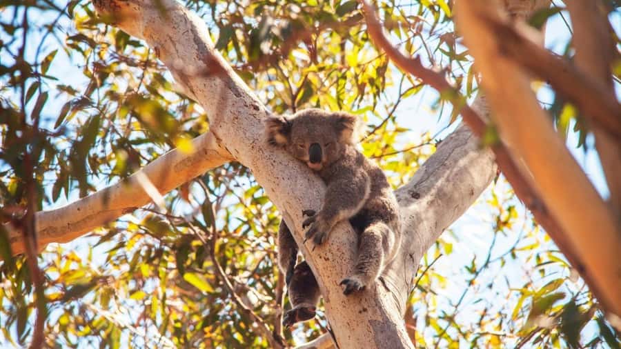 Brisbane to North Stradbroke Island Day: Wildlife & Beaches - North Gorge Walk and Point Lookout: the best odds for whales