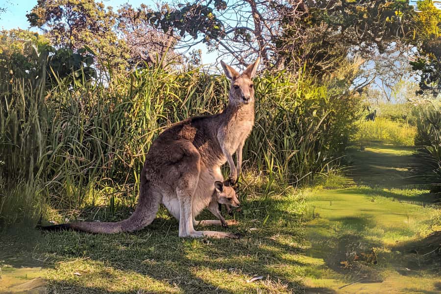 Brisbane to North Stradbroke Island Day: Wildlife & Beaches - Cylinder Beach: swimming time and why it feels like the payoff
