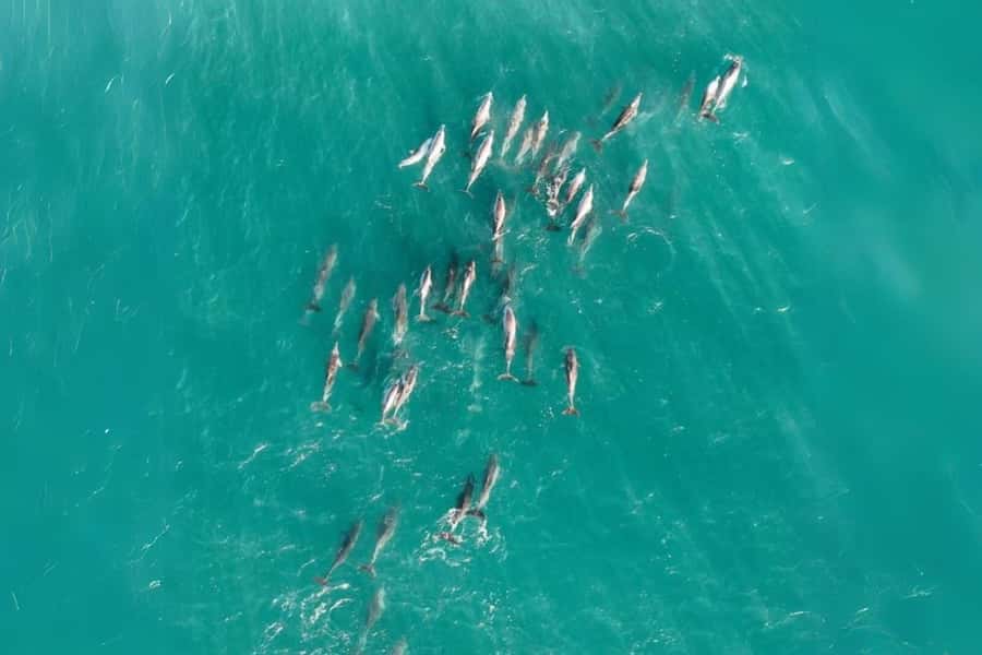 Brisbane to North Stradbroke Island Day: Wildlife & Beaches - The guide makes or breaks the day, and you can feel the difference