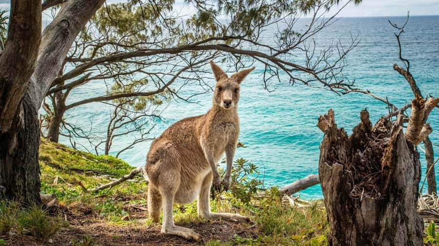 Brisbane to North Stradbroke Island Day: Wildlife & Beaches - Price and value: is $134 per person fair for a full Stradbroke day?