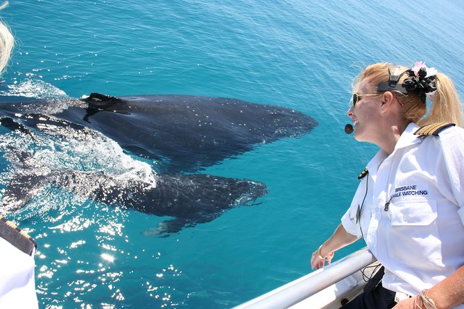 Brisbane Whale Watching Cruise from Redcliffe or Sunshine Coast - Key highlights to know before you go