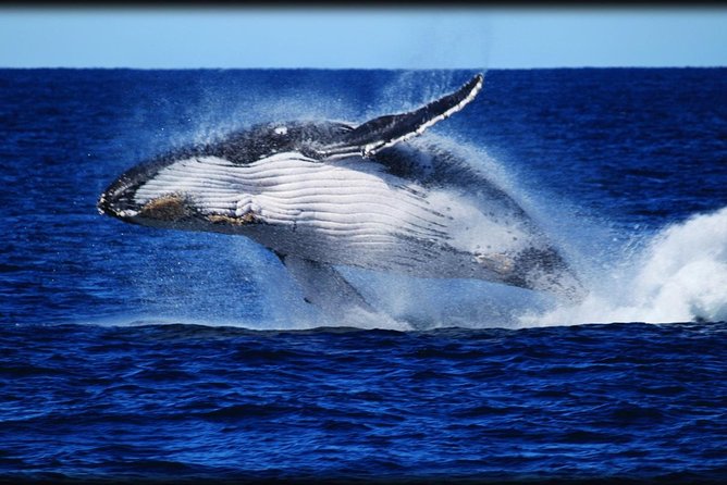 Brisbane Whale Watching Cruise from Redcliffe or Sunshine Coast - Guaranteed humpback action in Moreton Bay (June to November)