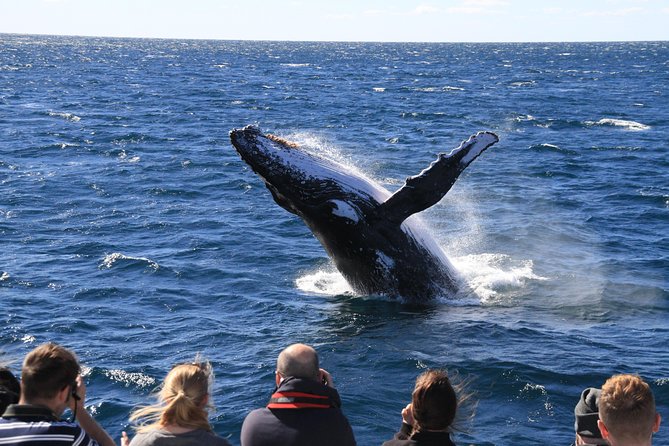 Brisbane Whale Watching Cruise from Redcliffe or Sunshine Coast - Moreton Bay region whale time: what you can actually expect to see