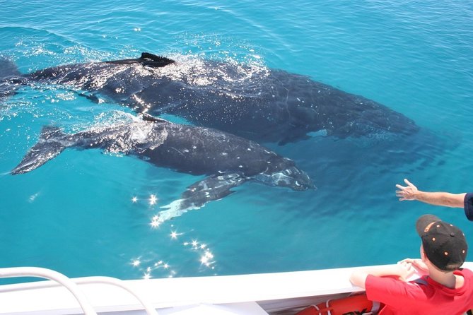 Brisbane Whale Watching Cruise from Redcliffe or Sunshine Coast - Lunchbox on the water: included gourmet picnic food, plus what to pack