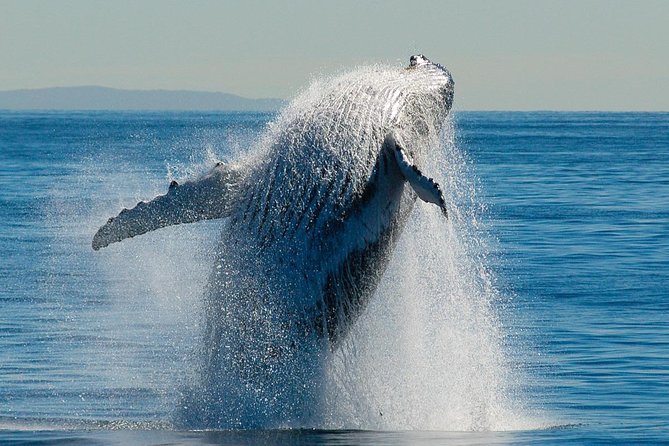 Brisbane Whale Watching Cruise from Redcliffe or Sunshine Coast - Viewing comfort and VIP seating: is an upgrade worth it?