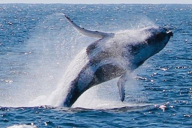 Brisbane Whale Watching Cruise from Redcliffe or Sunshine Coast - What the “guarantee” really means for your day