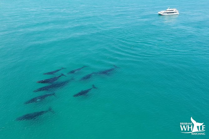 Brisbane Whale Watching Cruise from Redcliffe or Sunshine Coast - Eye Spy catamaran from Redcliffe: the ride, the boat, and how viewing works