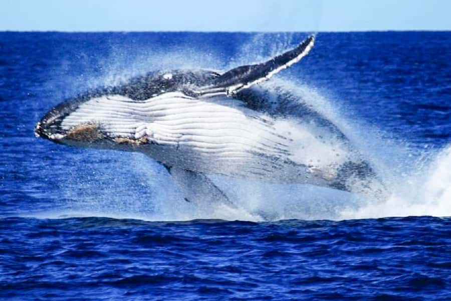 Brisbane: Whale Watching Cruise with Lunch - Whale Watching in Moreton Bay: Guaranteed Sightings and What to Actually Watch