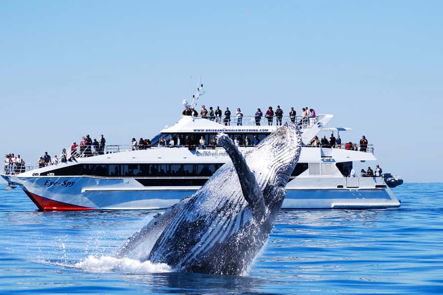 Brisbane: Whale Watching Cruise with Lunch - Getting On Board the MV Eye Spy Near Redcliffe (and How the Morning Flows)