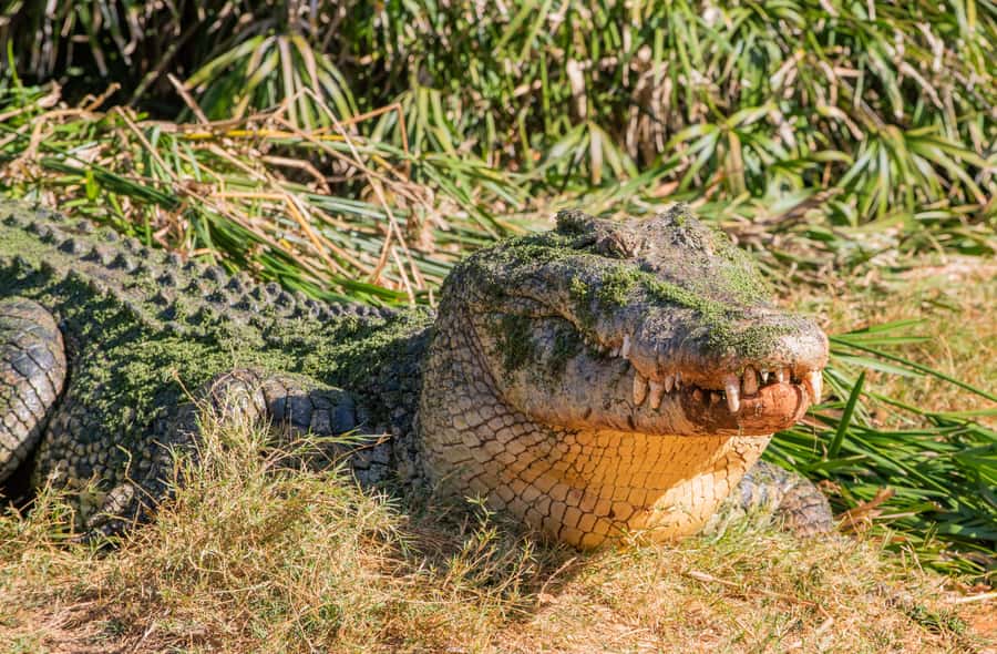 Broome: Malcolm Douglas Crocodile Park Tour with Transfers - The Malcolm Douglas story, and why it matters beyond the animals