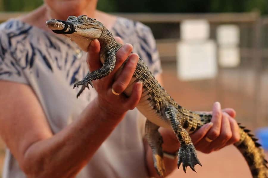 Broome: Malcolm Douglas Crocodile Park Tour with Transfers - What to wear, what to bring, and how to make the day comfortable