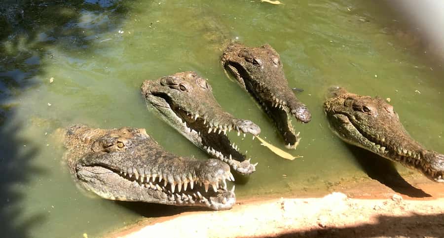 Broome: Malcolm Douglas Crocodile Park Tour with Transfers - Price and value: what $56 actually buys you