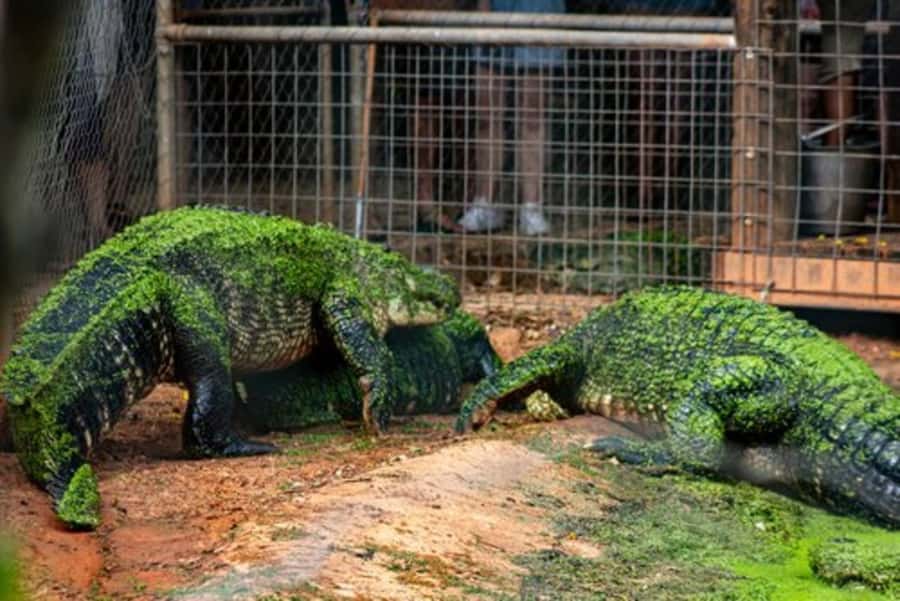 Broome: Malcolm Douglas Crocodile Park Tour with Transfers - Quick practical tips before you book