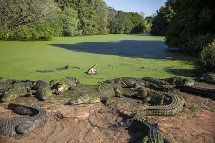 Broome: Malcolm Douglas Crocodile Park Tour with Transfers - Getting to the park: the value of transfers and skip-the-line
