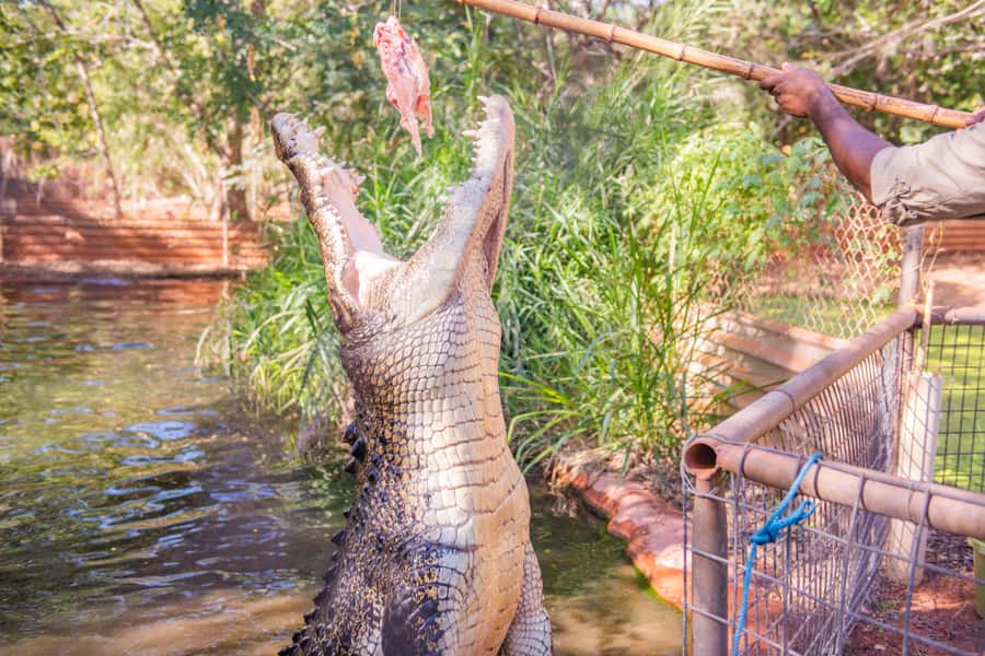 Broome: Matso's Brewery, Museum & Crocodile Park Combo Tour - Why this Matso’s, Museum, and Crocodile Park combo hits the right tempo
