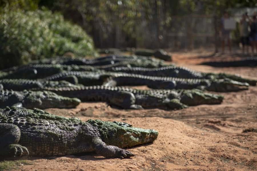 Broome: Matso's Brewery, Museum & Crocodile Park Combo Tour - Broome Museum: air-conditioned exhibits that explain the town fast