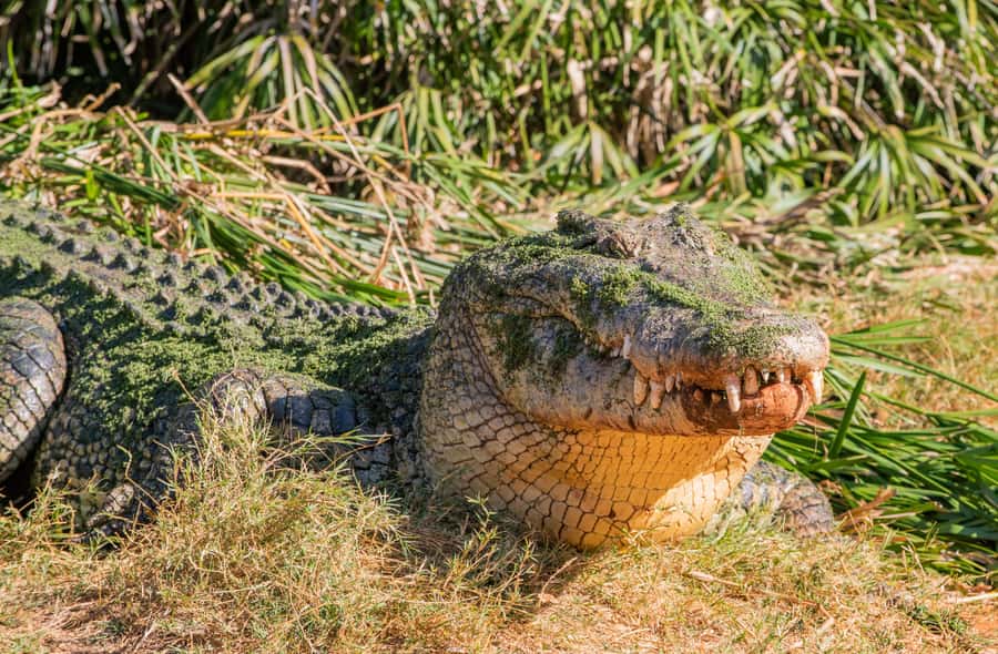 Broome: Matso's Brewery, Museum & Crocodile Park Combo Tour - Malcolm Douglas Crocodile Park: 75 minutes with massive saltwater crocodiles