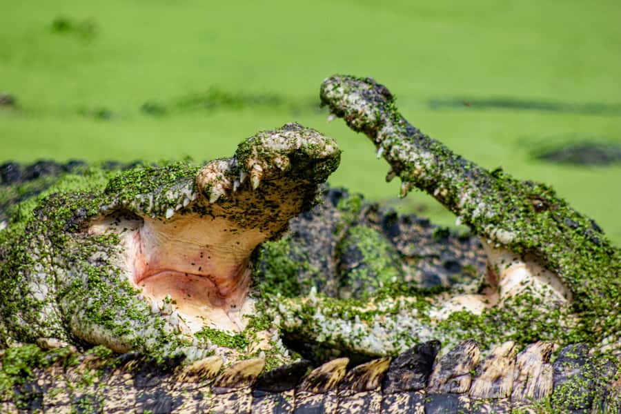 Broome: Matso's Brewery, Museum & Crocodile Park Combo Tour - Pickup, coach rides, and how to make the timing work for you