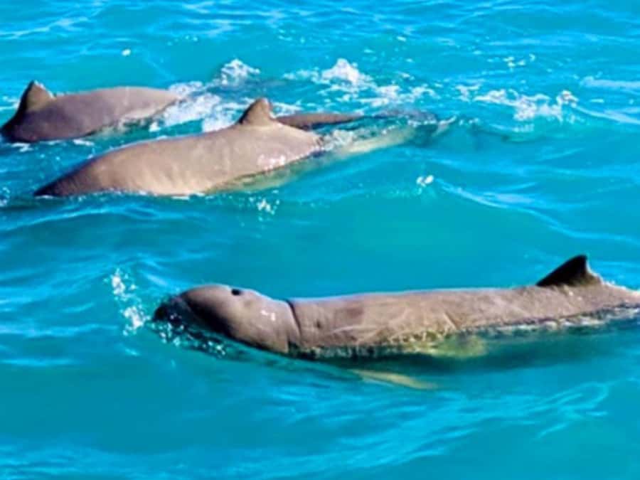 BROOME: SCENIC & PREHISTORIC CRUISE- Wine & Gourmet Platters - Roebuck Bay’s dinosaur footprints, explained without killing the fun