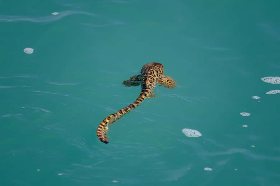 Broome: Snubfin Dolphin Cruises - The Swim in the Secure Boom Net: The Most Fun Part, With Clear Limits
