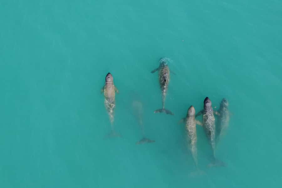 Broome: Snubfin Dolphin Cruises - The Snubfin Story: Seagrass Meadows, Expert Talk, and David Attenborough’s Curiosity