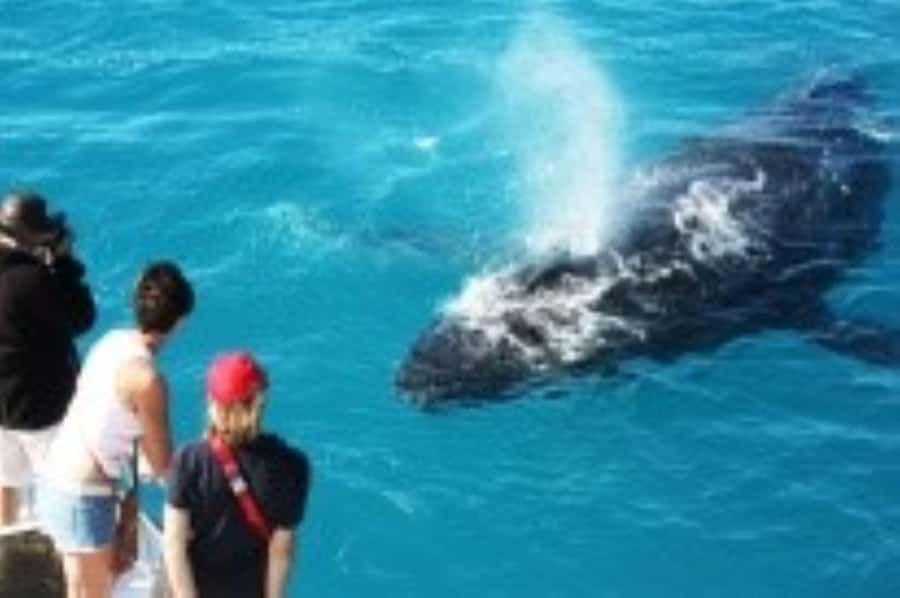 Broome: Whale Watching & Sunset Cruise - Key things to know before you go