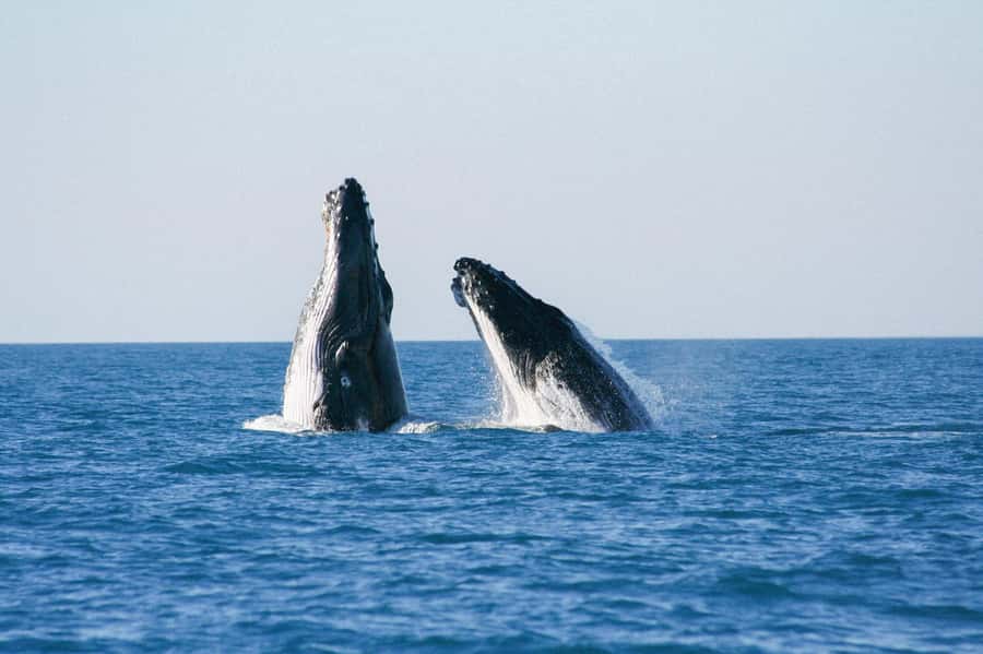 Broome: Whale Watching & Sunset Cruise - Price and what you actually get for $127