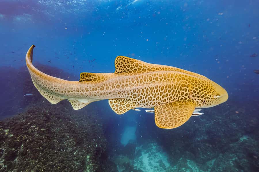 Brunswick Heads: Snorkelling in Byron Bay - Key highlights worth knowing