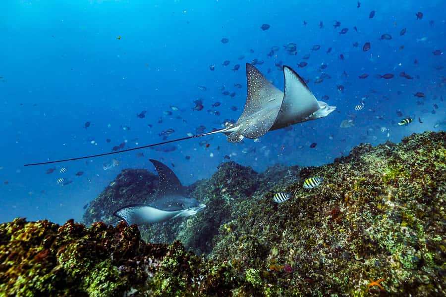 Brunswick Heads: Snorkelling in Byron Bay - Quick checklist: what to bring and what not to do